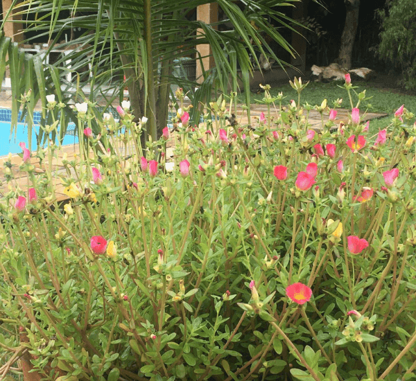 Espaço para eventos, festas infantis e celebrações em Niterói! Sitio com piscina e área verde para festas infantis eventos e confraternizações!